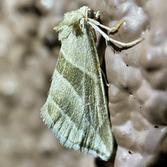 Plagiomimicus tepperi