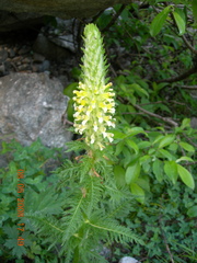 Pedicularis condensata