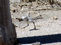 Charadrius pallidus
