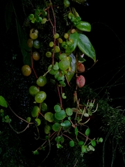Peperomia rotundifolia