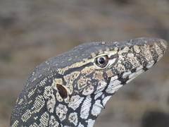 Varanus giganteus