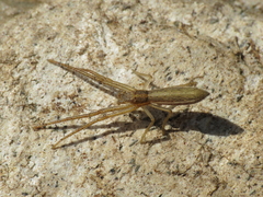 Monaeses paradoxus