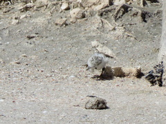 Charadrius pallidus