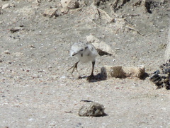 Charadrius pallidus