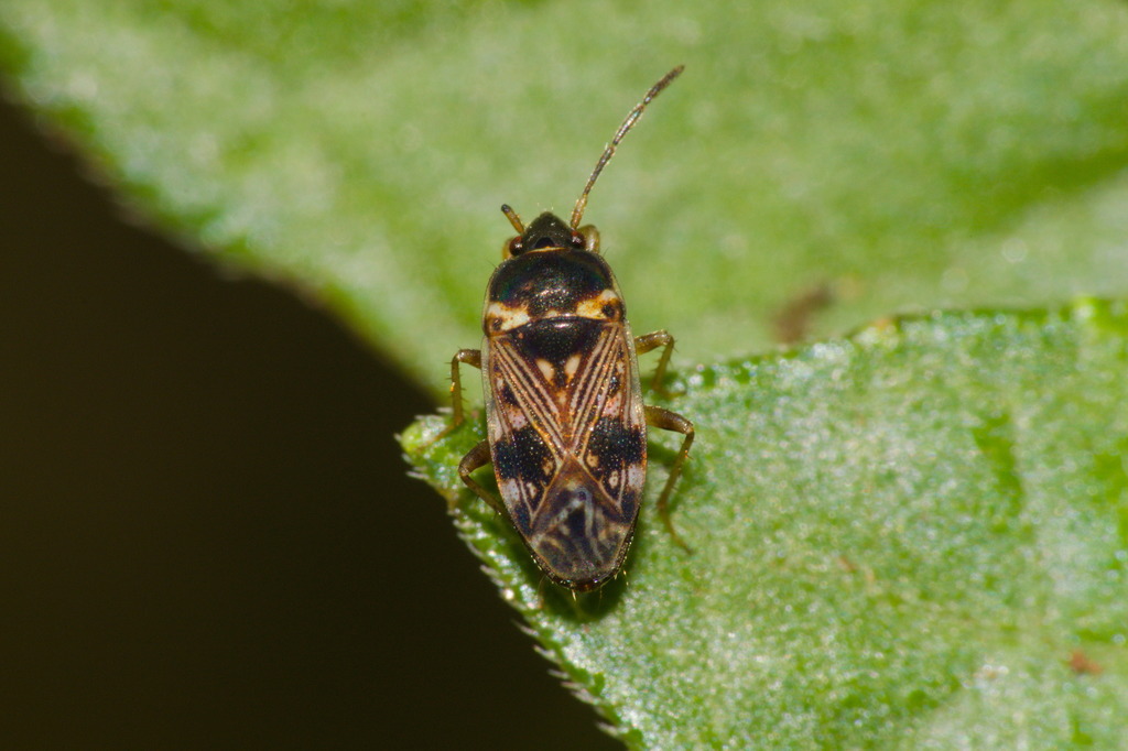 Cryphula affinis