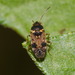 Cryphula affinis - Photo no rights reserved, uploaded by Fernando Sessegolo
