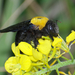 Pubescent Carpenter Bee - Photo (c) identigy, some rights reserved (CC BY-NC), uploaded by identigy