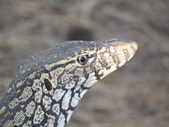 Varanus giganteus