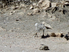 Charadrius pallidus