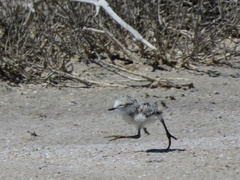 Charadrius pallidus