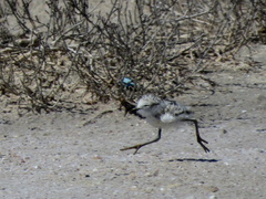 Charadrius pallidus