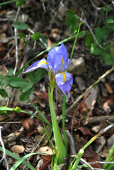 Iris unguicularis syriaca