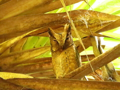 Otus lempiji