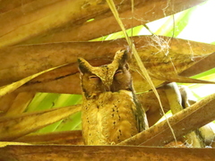Otus lempiji