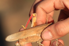 Tuarega insignis