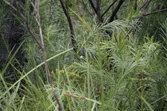 Podocarpus drouynianus
