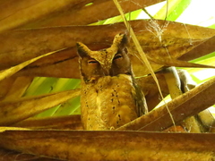 Otus lempiji