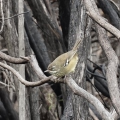 Sericornis maculatus