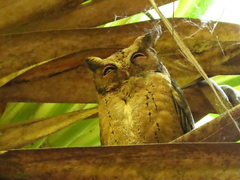 Otus lempiji