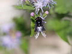 Copestylum violaceum