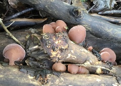 Auricularia auricula-judae