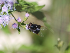 Copestylum violaceum