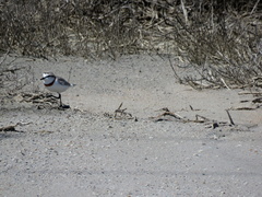Charadrius pallidus