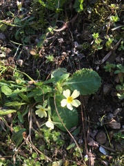 Primula vulgaris