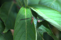 Leptotarsus igniceps