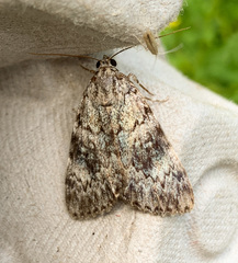 Catocala lineella