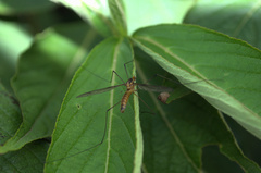 Leptotarsus igniceps