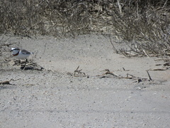 Charadrius pallidus