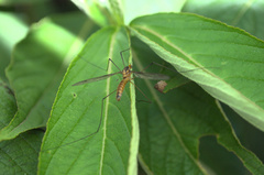 Leptotarsus igniceps