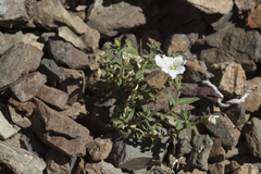 Cerastium lithospermifolium