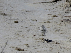 Charadrius pallidus