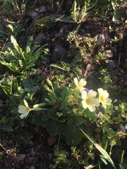 Primula vulgaris