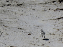 Charadrius pallidus