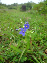Exacum pumilum