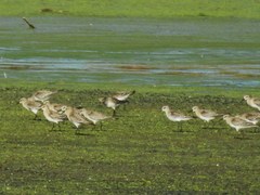 Calidris fuscicollis