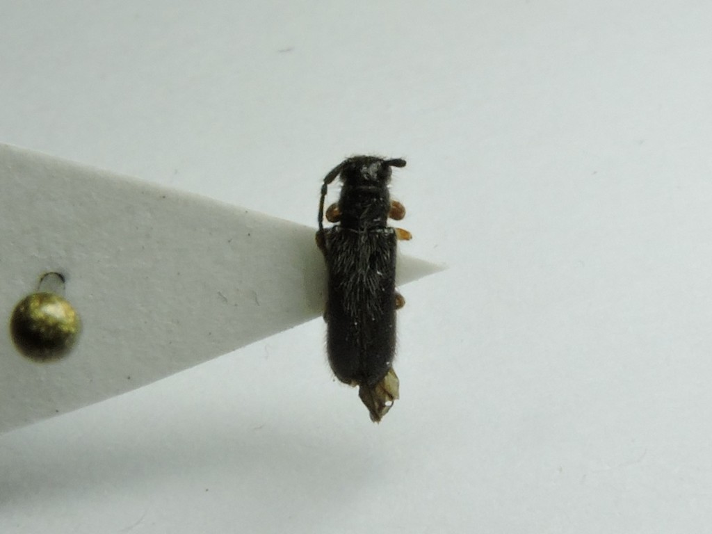 Tetrops gilvipes
