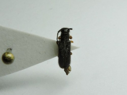 Tetrops gilvipes
