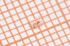 Paidiscura pallens