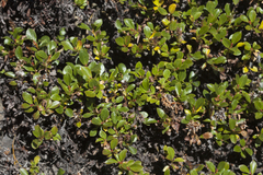 Salix berberifolia