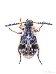 Bruchidius bimaculatus
