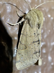 Orthosia annulimacula