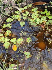 Pistia