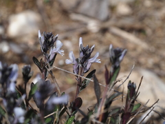 Polygala venulosa
