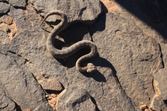 Cerastes cerastes cerastes
