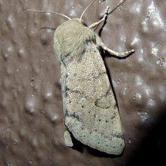 Orthosia annulimacula