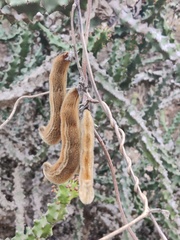 Mucuna pruriens